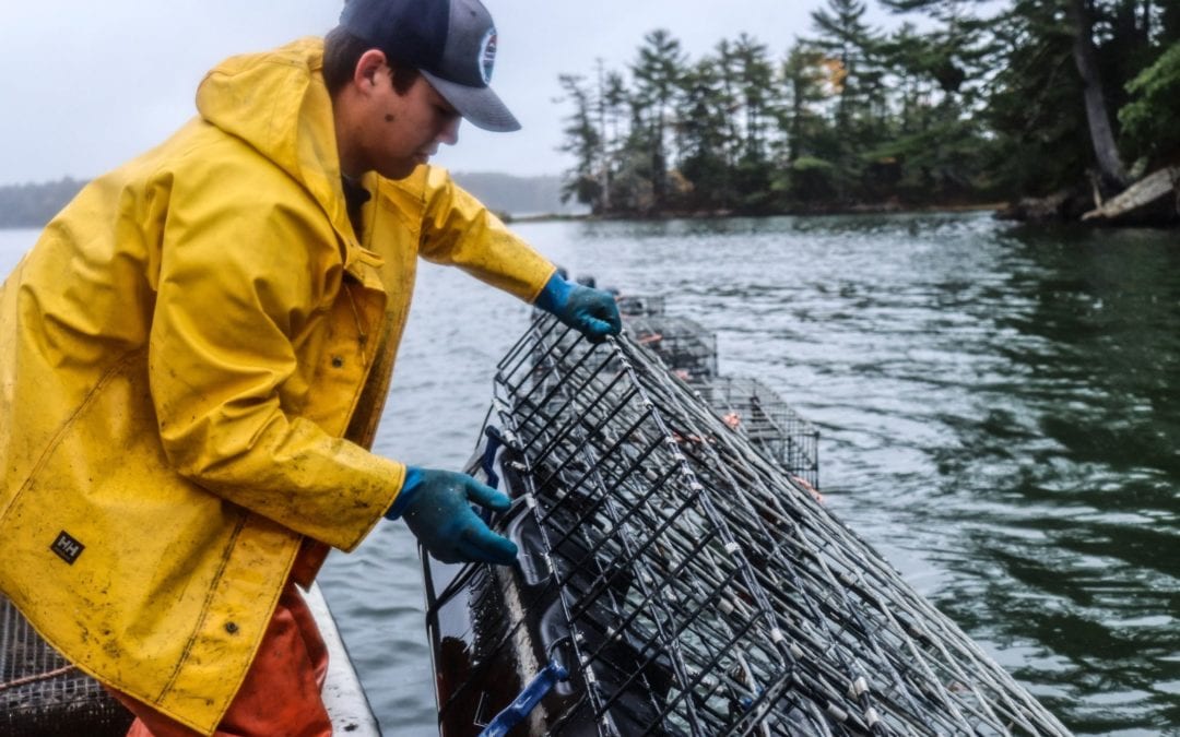 Oyster farmer pulling in oyster cage from New Meadows river in Maine