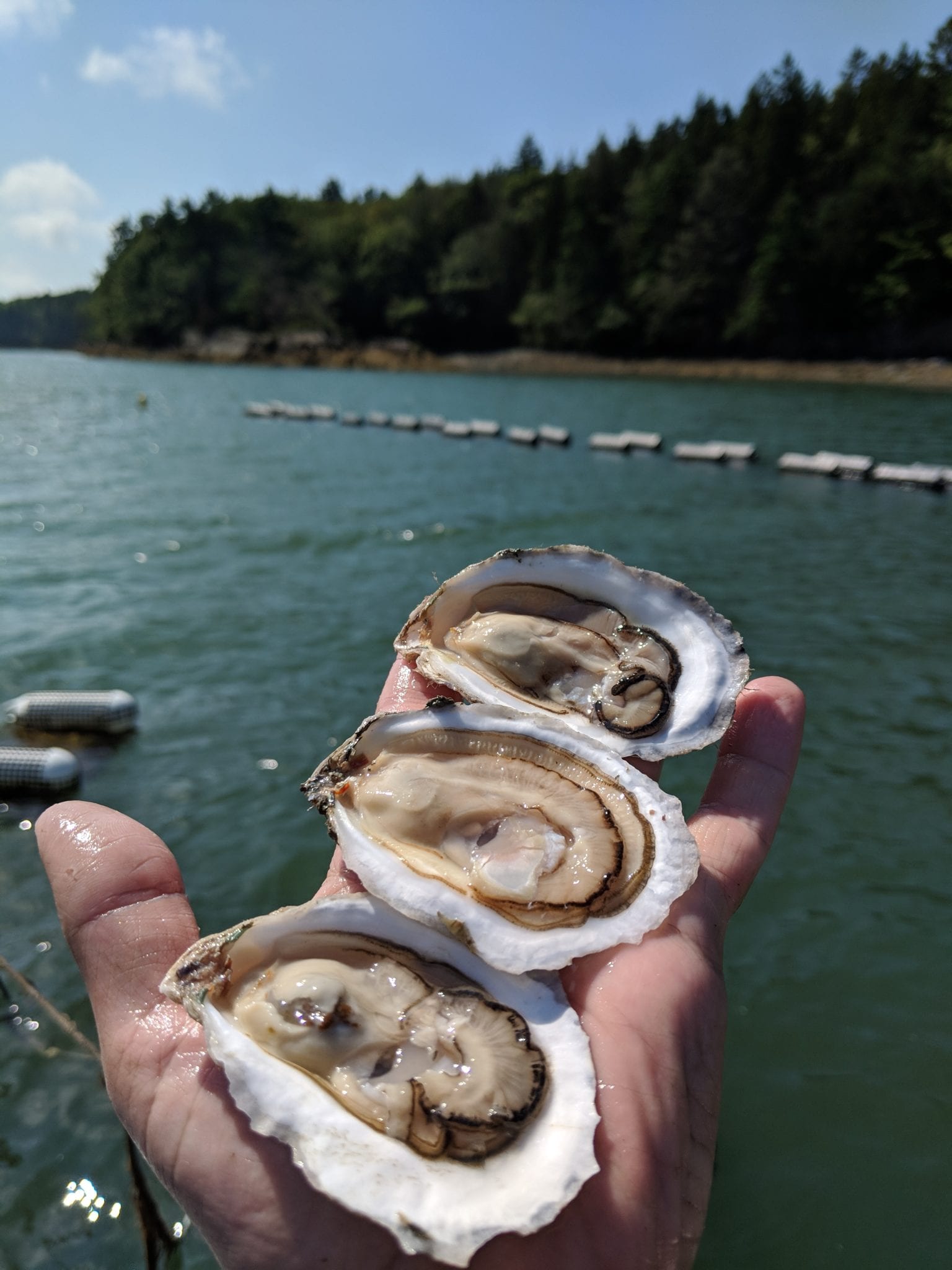 Winnegance shucked oysters