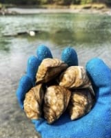 Fresh Brinestone Oysters from Maine