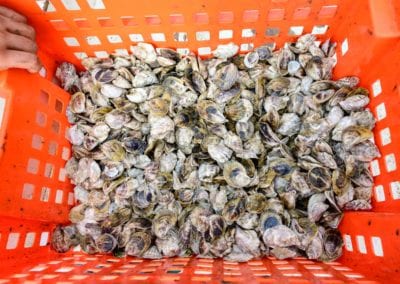 Ferda Farms Junior oysters in crate from New Meadows River in Maine
