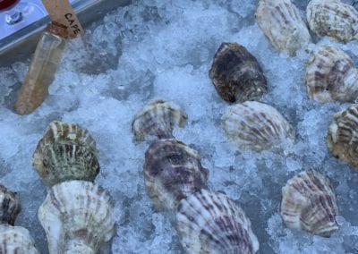Ferda Farms Oysters on Brunswick Maine On ice