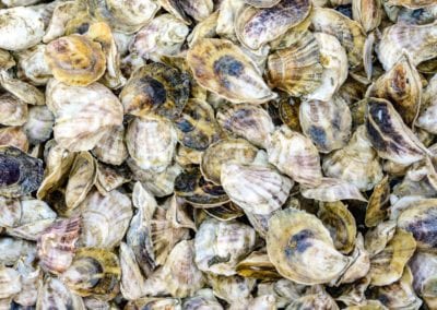 Ferda Farms Young Bombazines Oysters