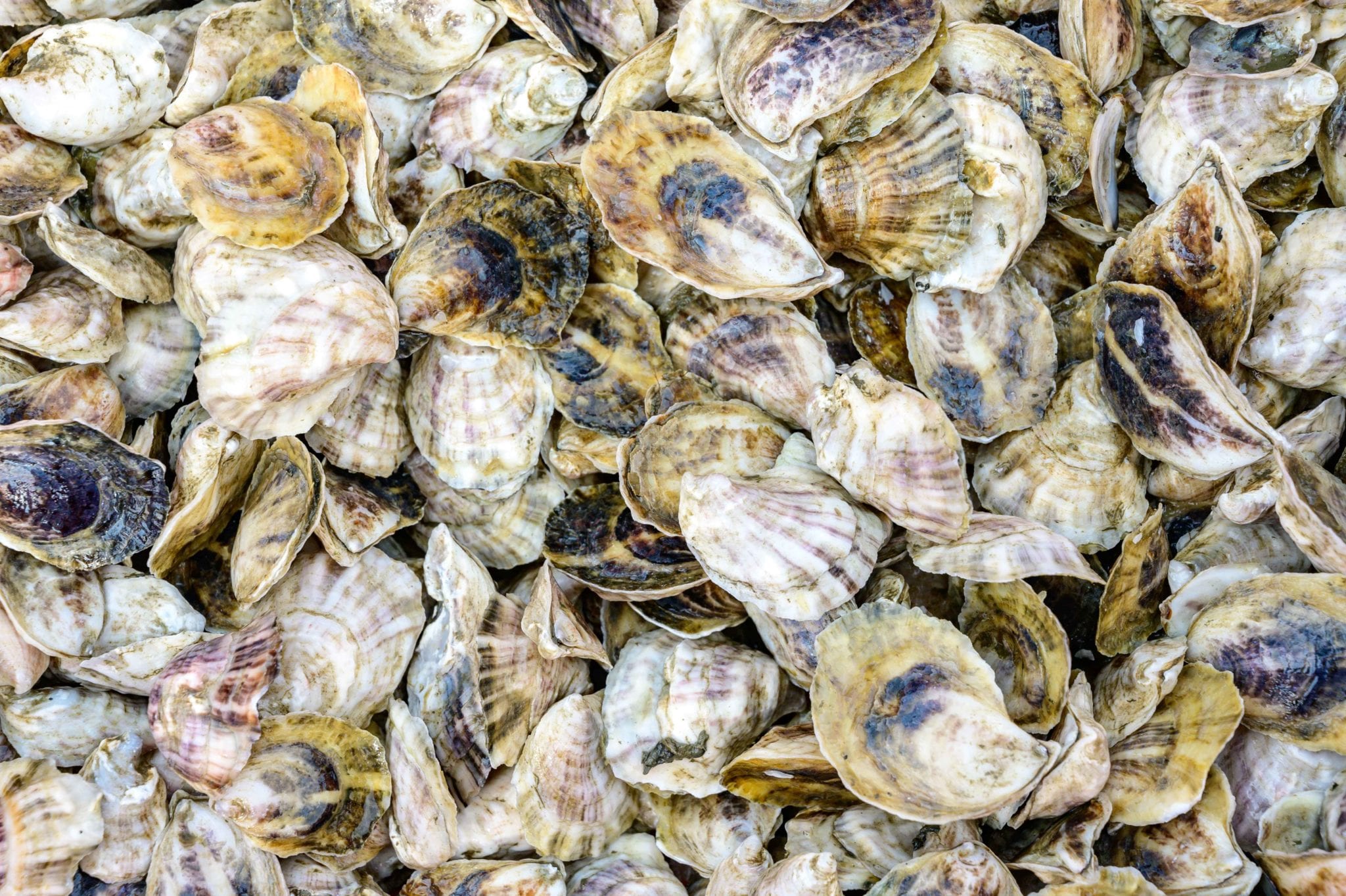 Ferda Farms Young Bombazines Oysters