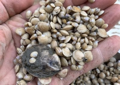 Ferda Farms clam seeds being held in hand in Maine
