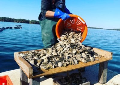 Hidden Creek farmer emptying oysters on New Meadows River in Maine
