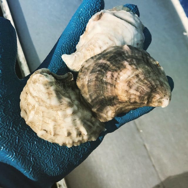 Long Reach Oyster shells