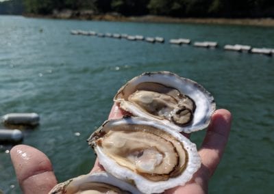 Winnegance shucked oysters from the New Meadows River in Maine