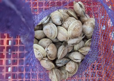 Winnegance Oysters in net from New Meadows River in Maine